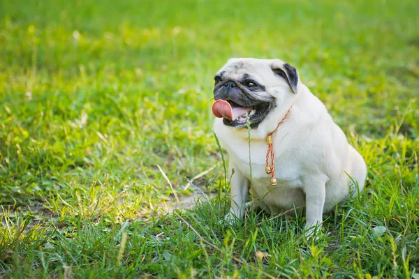 Pequeño pug gordo — Foto de Stock