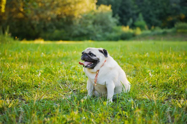 Küçük şişman pug — Stok fotoğraf