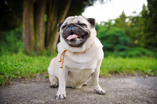 Funny Pug — Stock Photo, Image