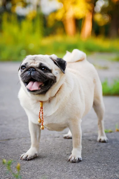 Funny Pug — Stock Photo, Image