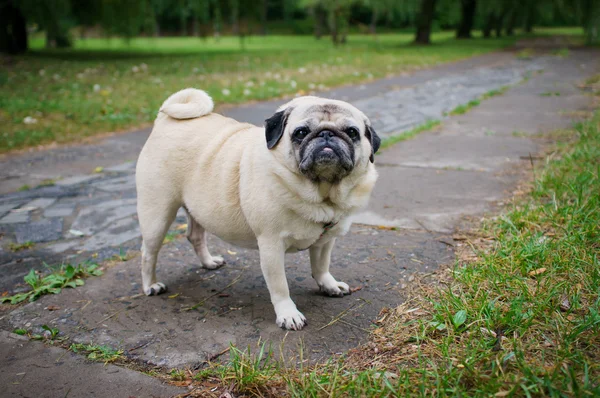 Fat Pug Outdoors — Stock Photo, Image