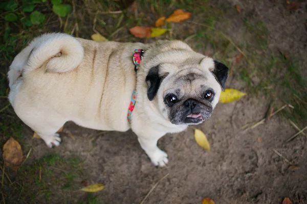 Little Sad Pug Outdoors — Stok Foto