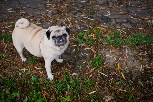 Kleiner trauriger Mops im Freien — Stockfoto