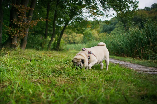 Trochę tłuszczu mops — Zdjęcie stockowe