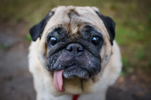 Triest pug portret — Stockfoto