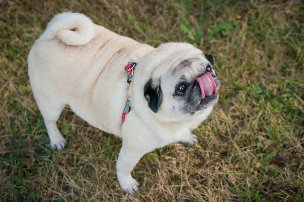 komik pug