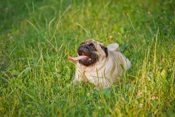 Weinig grappige pug — Stockfoto