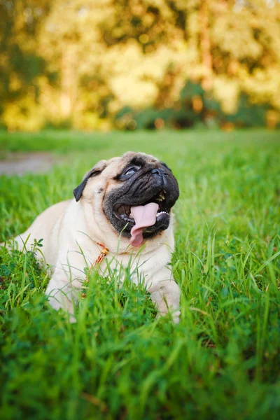 Funny pug — Stock Photo, Image