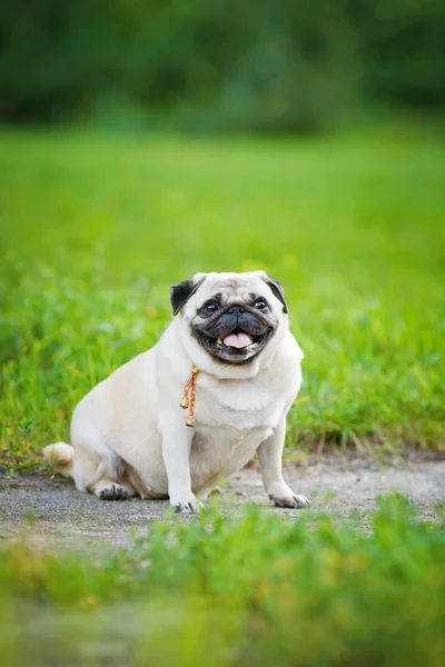 Pequeno pug engraçado — Fotografia de Stock