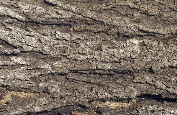 Tree Bark — Stock Photo, Image