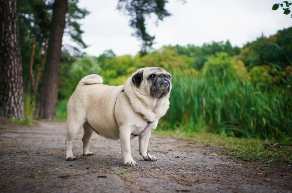 Küçük şişman pug — Stok fotoğraf