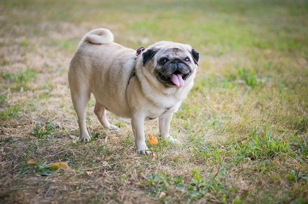 Lustiger Mops — Stockfoto