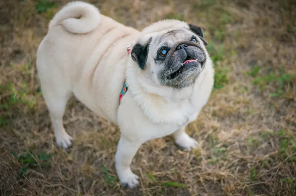 Lustiger Mops — Stockfoto