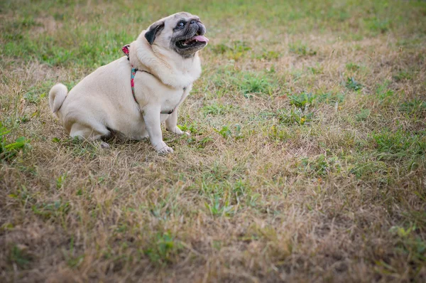 Lustiger Mops — Stockfoto