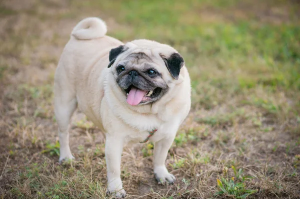 Lustiger Mops — Stockfoto