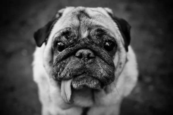 Triest pug portret in zwart-wit — Stockfoto