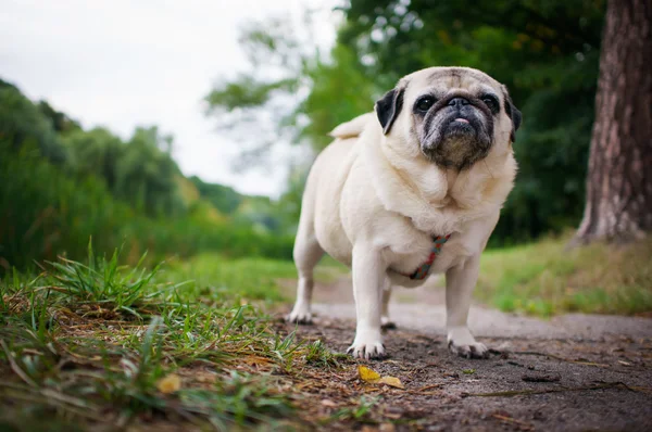 şişman pug açık havada 