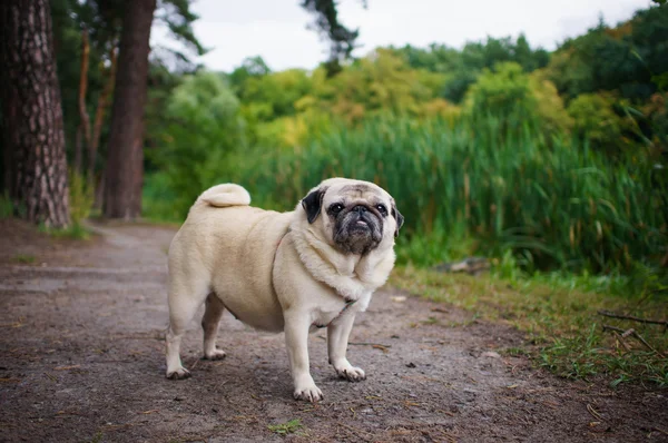 Um pug gordo. — Fotografia de Stock