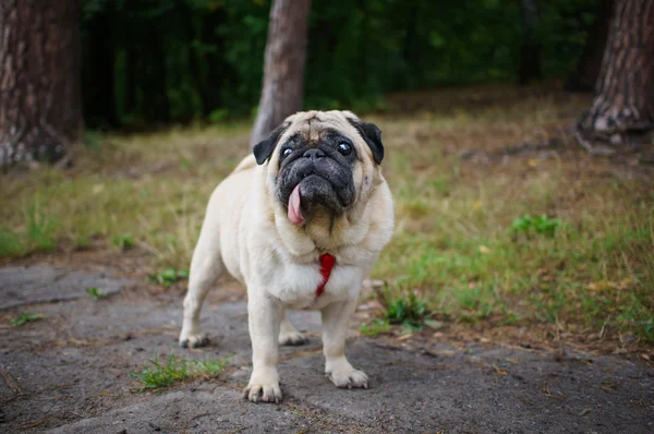 Parkta pug — Stok fotoğraf