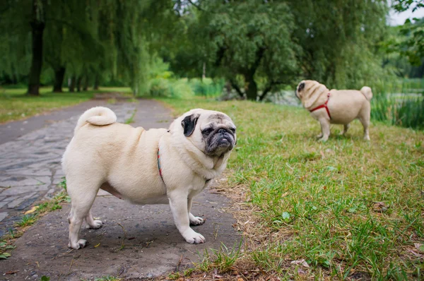 Twee kleine Mopsen buiten lopen — Stockfoto