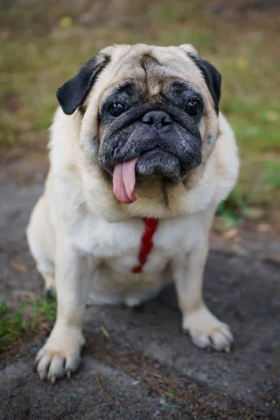 Weinig grappige pug buitenshuis — Stockfoto