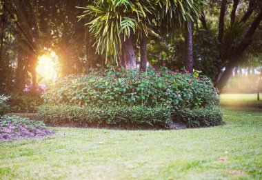 Bahçedeki ağacın dibinde çiçek çalıları var.