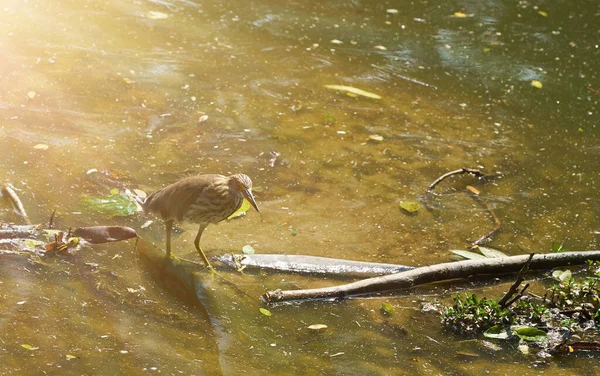 Bird walks in shallow water steam for find fish food to eat in nature