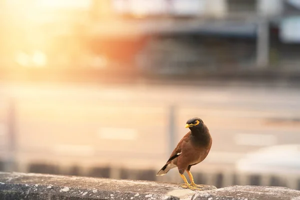 Acridotheres Tristis Uccello Stellato Sulla Vista Della Città Con Bagliore — Foto Stock