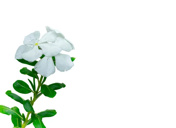 Λευκό Λουλούδι Πέταλο Πράσινο Φύλλο Θολή Φόντο Κήπο — Φωτογραφία Αρχείου