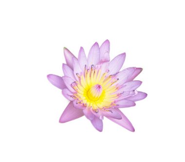 Nilüfer çiçeği bembeyaz