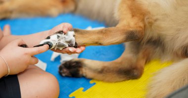 Köpeğin patisini ya da ayağını temizleyin.