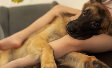 Köpek kafası sahibinin kucağında