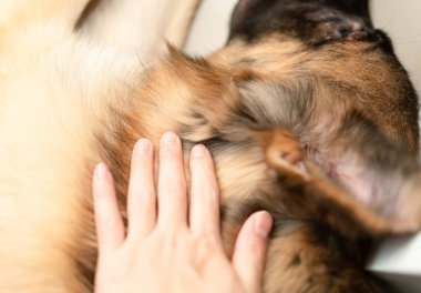Sevgiyle evcil köpek