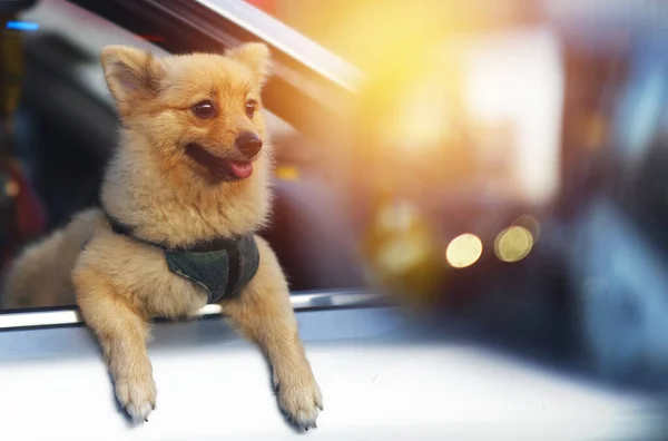 pomeranian dog in car with sun