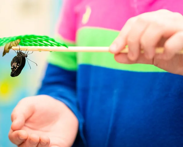 Kelebeği Yemek Çubuğunda Tutan Çocuk Mutluluktan Uçuyor — Stok fotoğraf