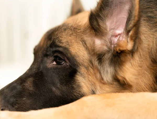 Chien Couché Avec Enfant Propriétaire Dans Animal Concept Amour — Photo