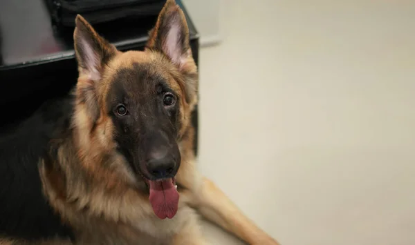 Perro Acostado Con Dueño Del Niño Concepto Amor Mascotas — Foto de Stock