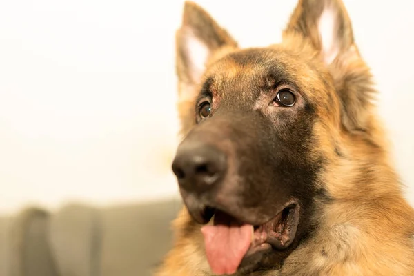 German Shepherd Portrait Headshot Indoor — Stock Photo, Image