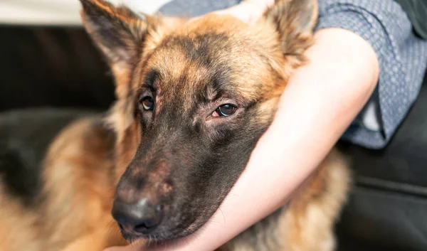 Cabeza Perro Con Propietario Juntos Sentado Con Cuidado Sonriendo — Foto de Stock