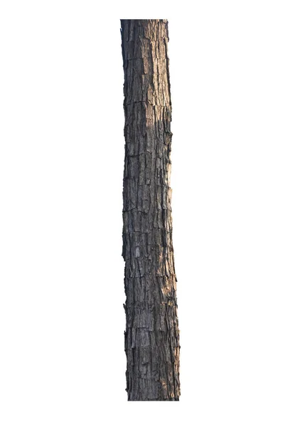 Κορμός Φλοιού Του Δέντρου Στέκεται Λευκό Έδαφος — Φωτογραφία Αρχείου