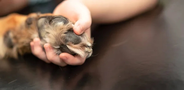 Dog Leg Hold Owner Hand Love Care — Stock Photo, Image