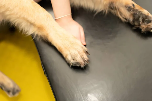 Pies Nogi Trzymać Przez Właściciela Strony Miłości Opieki — Zdjęcie stockowe
