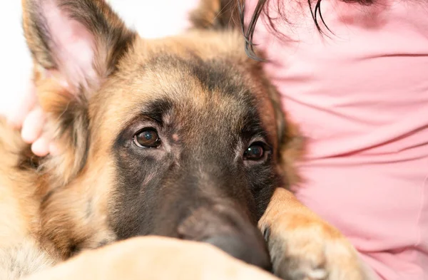 Sahibi olan köpek kafası özenle oturuyor ve gülümsüyor.