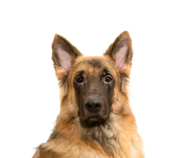 Portrait Chien Isolé Sur Blanc — Photo