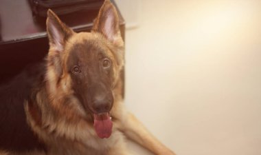 Köpek, evcil hayvan sevgisi konseptinde çocuk sahibiyle yatıyor.