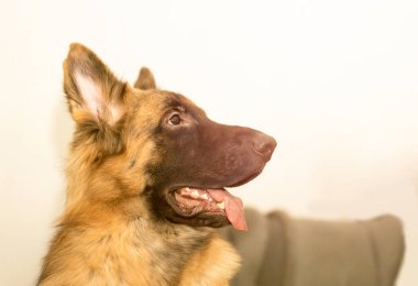 Alman çoban köpeği portresi.