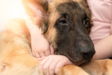 Sahibi olan köpek kafası özenle oturuyor ve gülümsüyor.