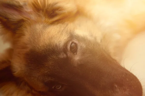 Hund Mit Herrchen Und Liebe Zum Haustier — Stockfoto