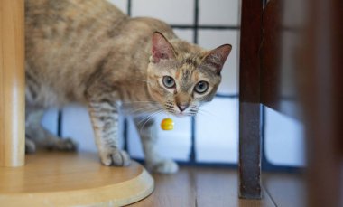 Tekir kedi, kameraya bak.