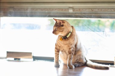 Kedi oturma odasında yerde oturuyor.